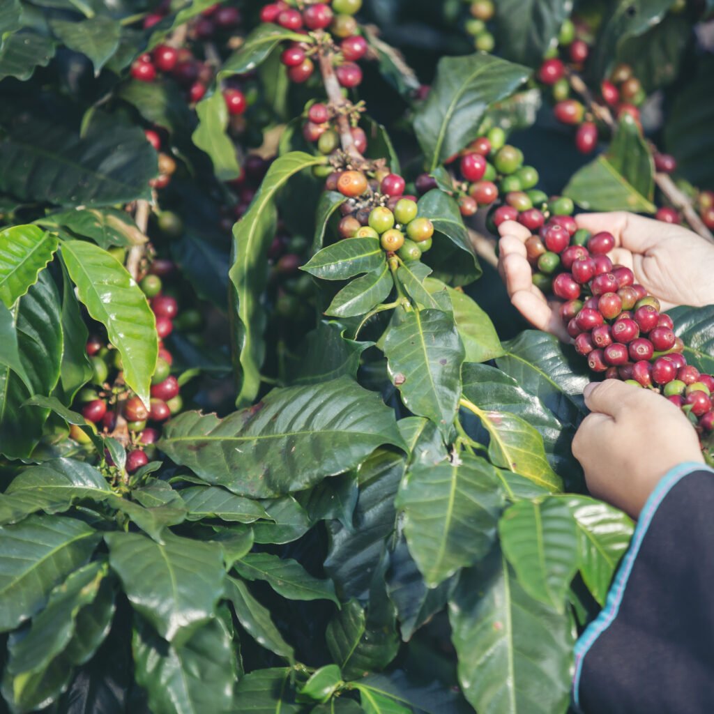 Akha farmers, women, smiling and picking a bunch of coffee beans from a coffee tree which is a coffee product of a tribe in northern Thailand