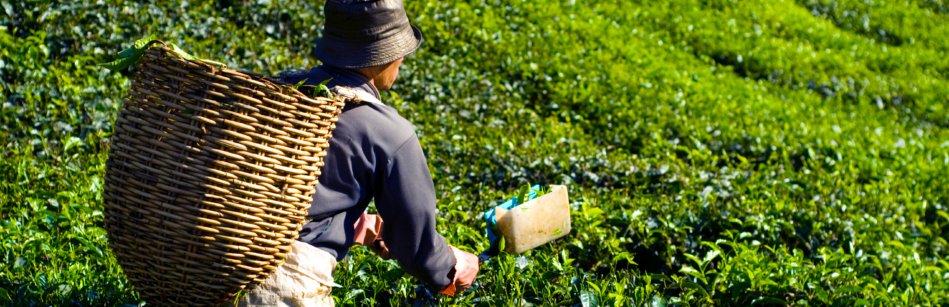 Tea picker harvesting tea leaves