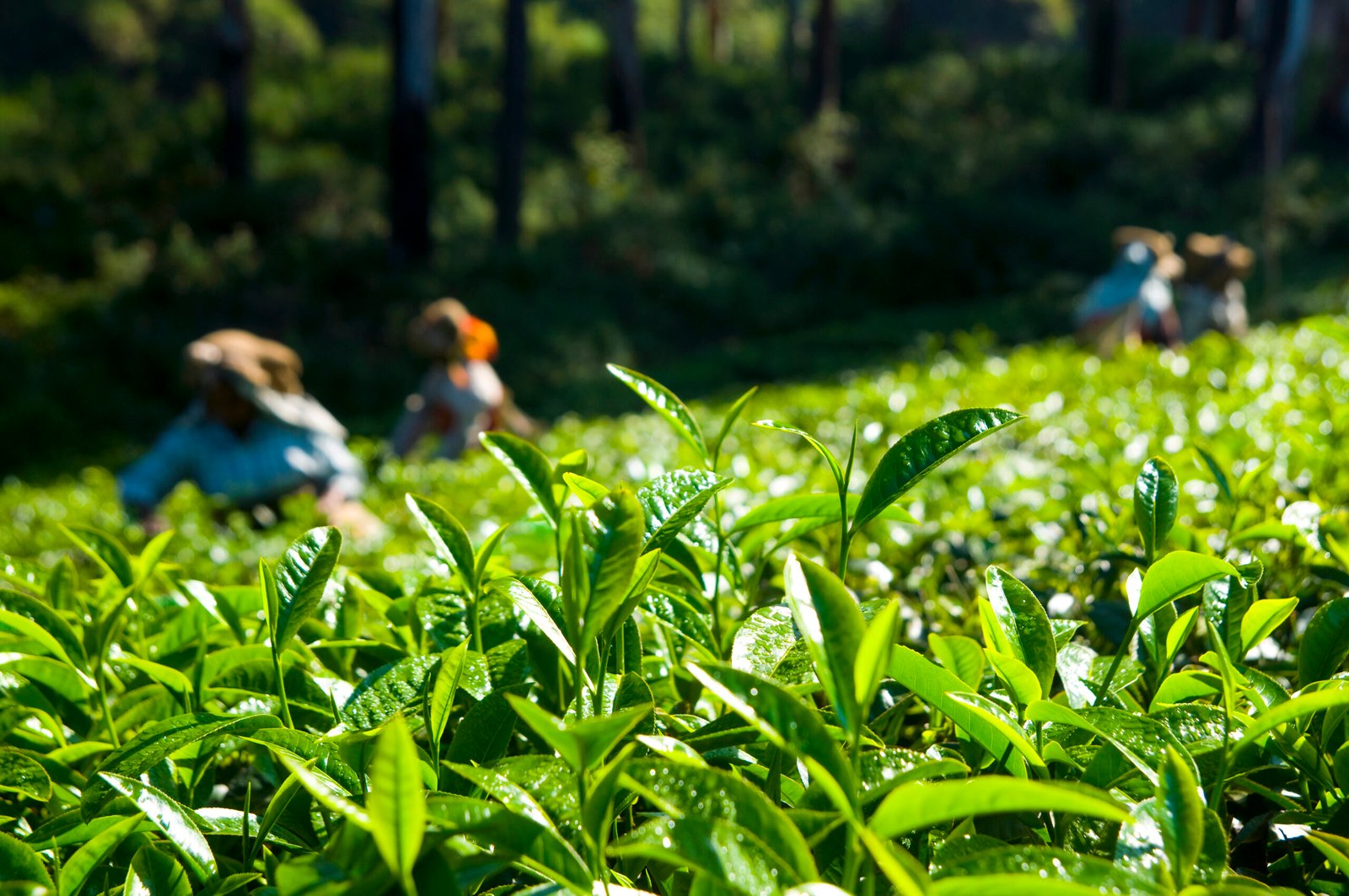 Tea pickers working