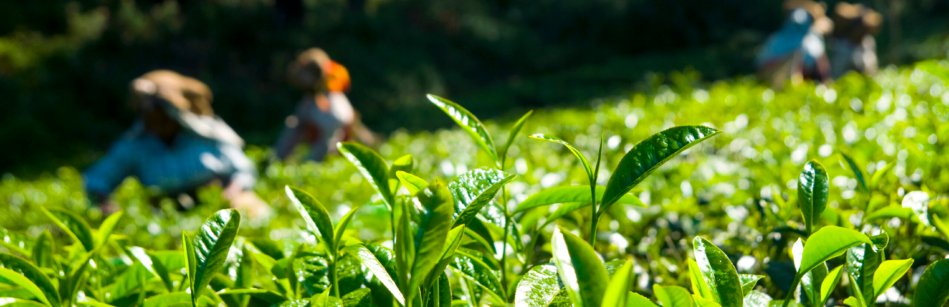 Tea pickers working at Kerela India.