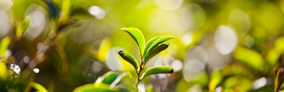 Tea plantation